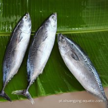 Preço barato Bonito congelado Skipjack Fish